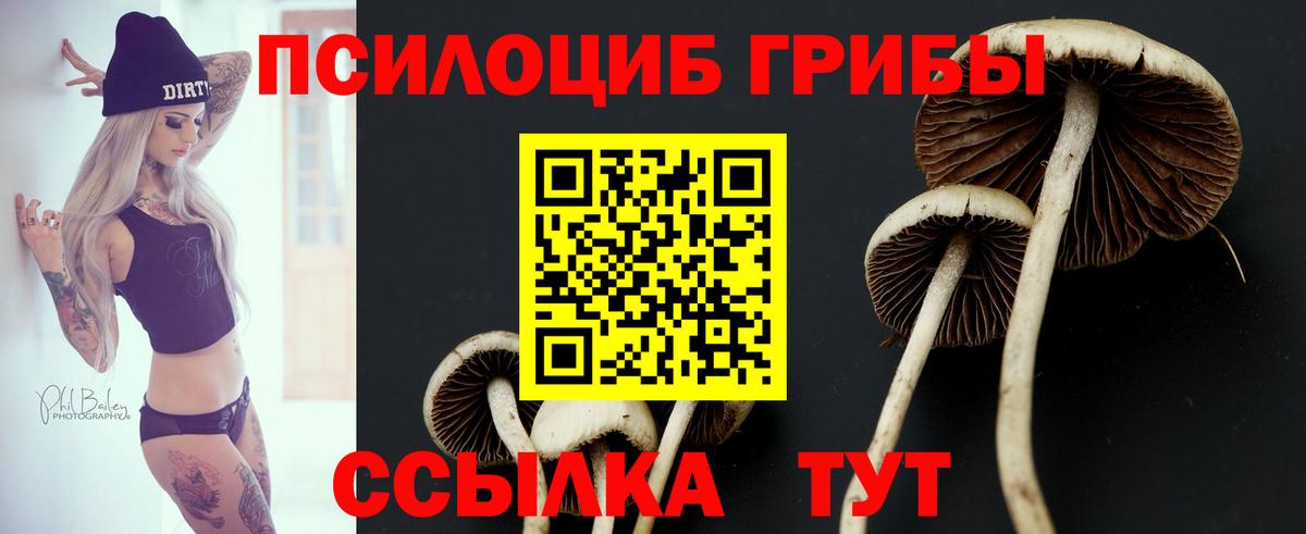 Галлюциногенные грибы Psilocybe Ухта